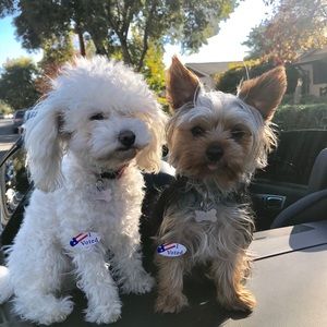 Meet your Posher, Audima